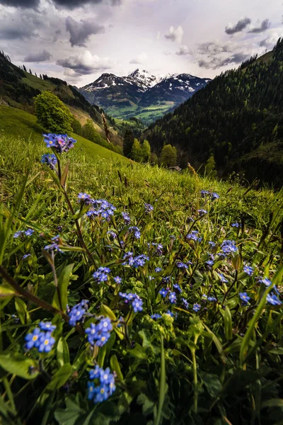 Flores Bonitas Nas Montanhas — Fotografia de Stock