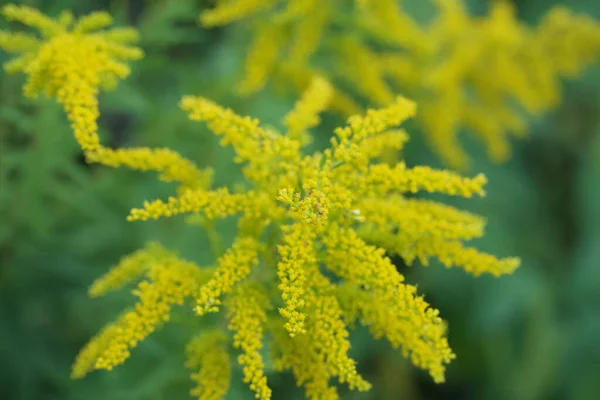 Schöne Blumen Wachsen Garten — Stockfoto