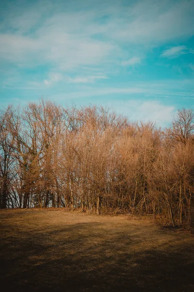 Bela Paisagem Com Uma Árvore Campo — Fotografia de Stock