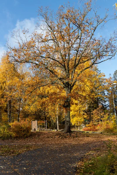 Осенний Пейзаж Красочными Деревьями Листьями — стоковое фото