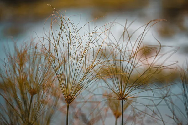 美丽的植物学照片 天然壁纸 — 图库照片