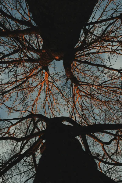 Gałęzie Drzew Lesie — Zdjęcie stockowe
