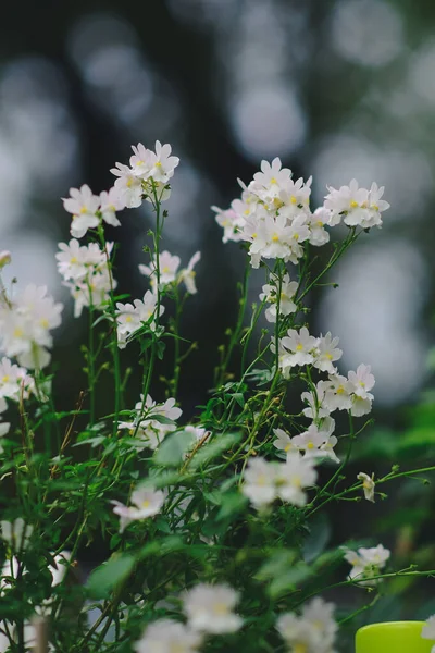Όμορφα Λουλούδια Που Μεγαλώνουν Στον Κήπο — Φωτογραφία Αρχείου