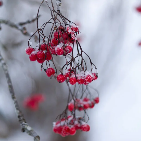 Kışın Ağacın Dalında Kırmızı Böğürtlen — Stok fotoğraf