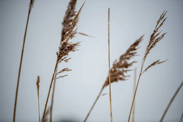 Trockenes Gras Auf Dem Feld — Stockfoto