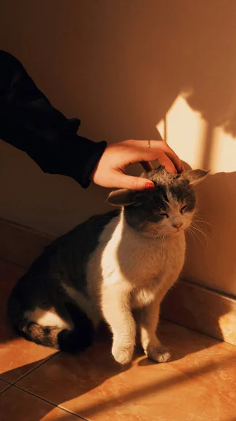 Кошка Комнате — стоковое фото