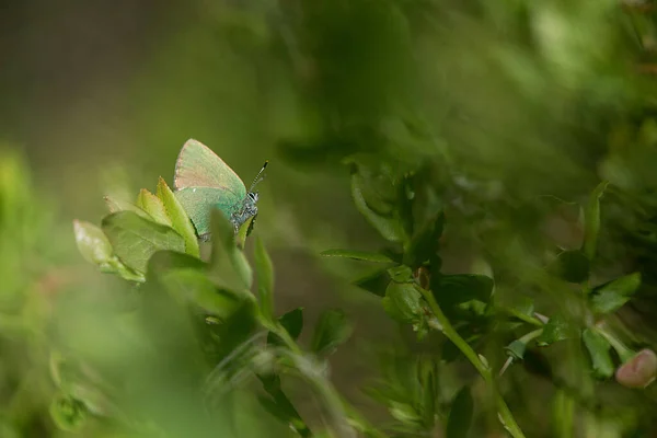 Πεταλούδα Πράσινο Φύλλο — Φωτογραφία Αρχείου