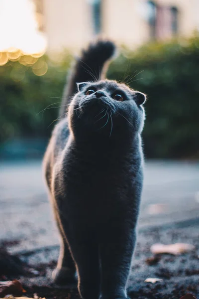 Чорно Білий Кіт Саду — стокове фото