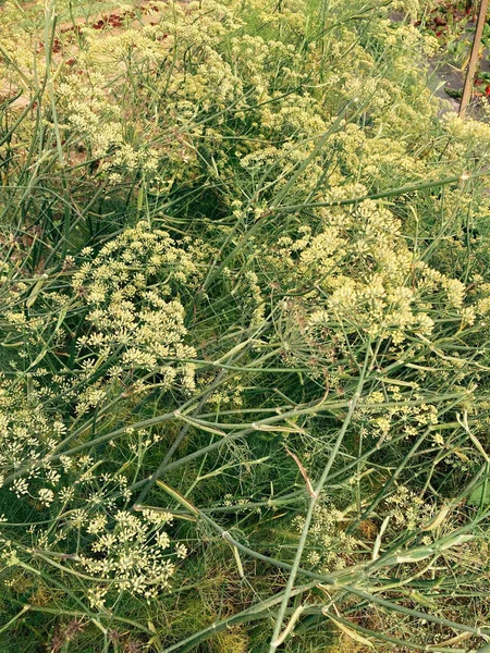 森の中の緑の草 — ストック写真