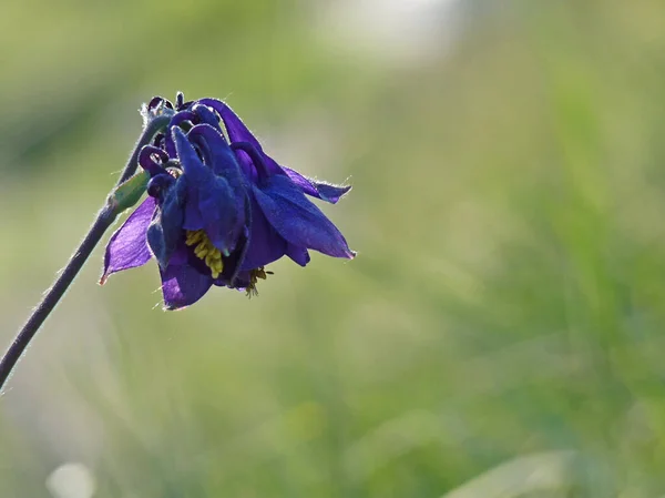 Lila Irisblume Grünes Gras Und Blauer Frühlingshintergrund — Stockfoto