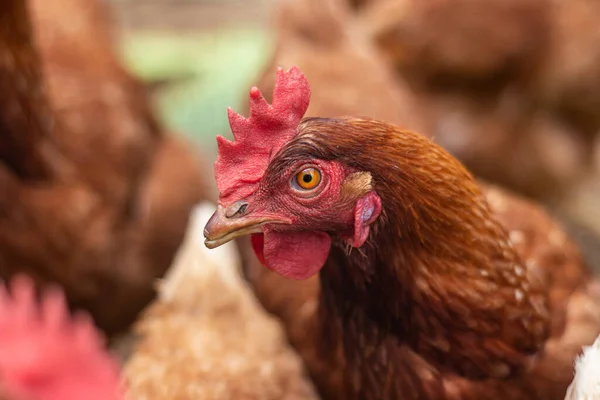 Κλείσιμο Ενός Κοτόπουλου Στο Αγρόκτημα — Φωτογραφία Αρχείου
