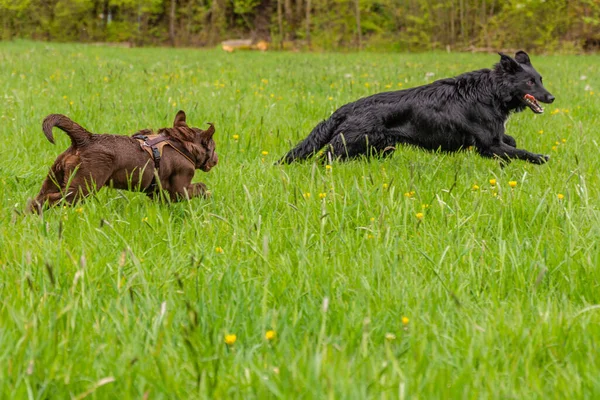 Милые Собаки Лугу — стоковое фото