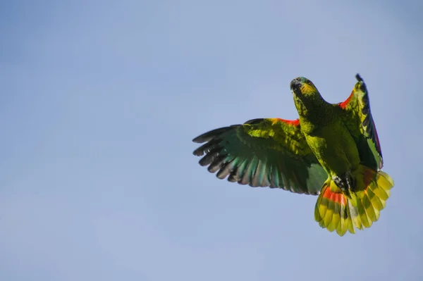 Parrot Bird Flying — Stock Photo, Image