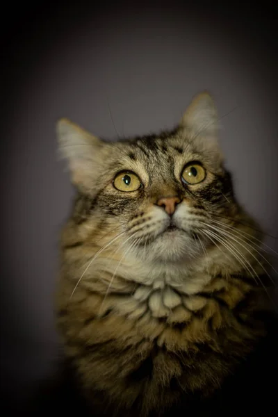 Retrato Belo Gato — Fotografia de Stock