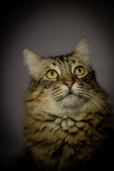 Retrato Hermoso Gato — Foto de Stock