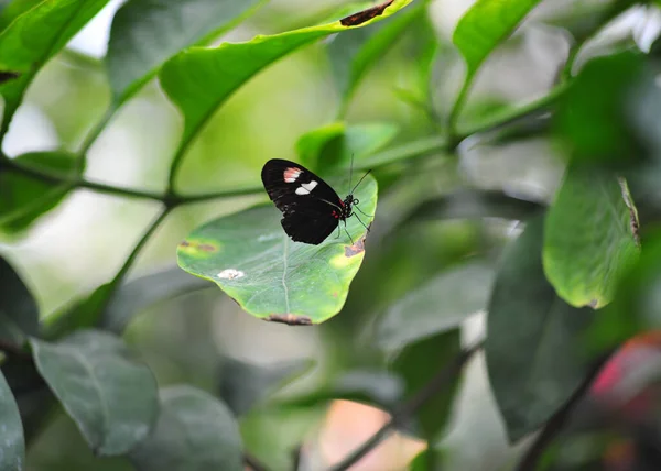 Motyl Zielonym Liściu — Zdjęcie stockowe