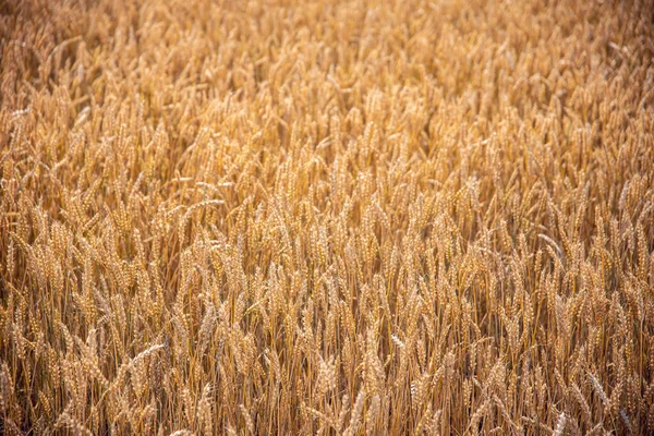 Vetefält Sommaren — Stockfoto