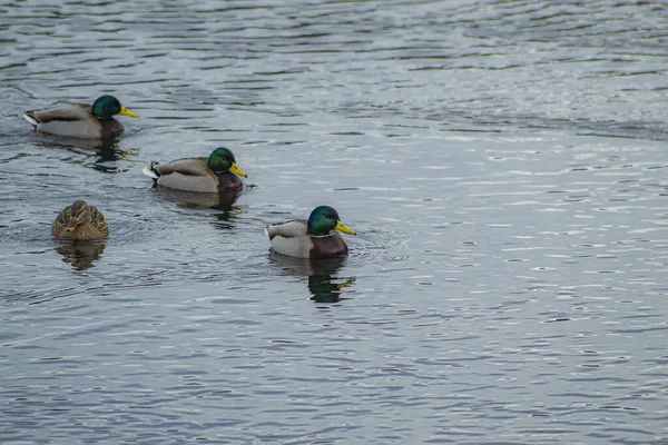 Patos Lago Naturaleza — Foto de Stock