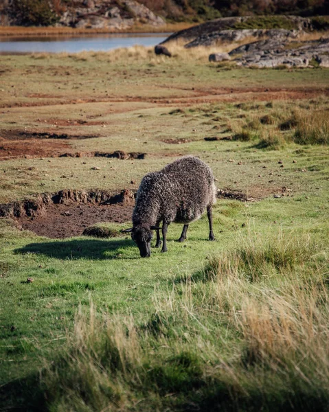 牧草地で羊の群れが — ストック写真