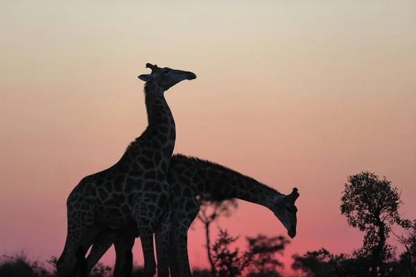 Giraffe Savannah Kenya — Stock Photo, Image