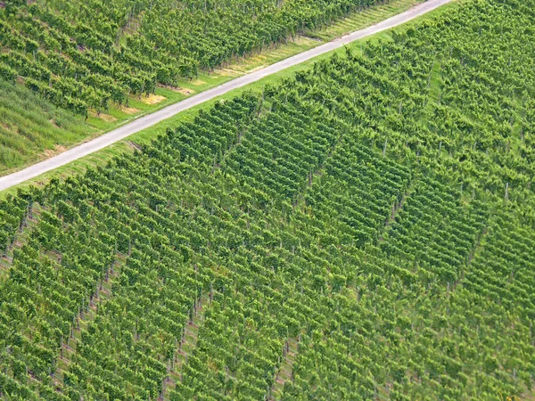 Aerial View Vineyard Countryside — Stock Photo, Image