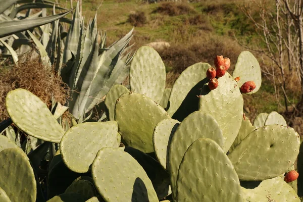 Gros Plan Une Plante Cactus — Photo