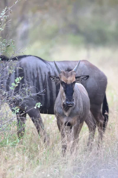 초원에 커다란 검은코뿔소 — 스톡 사진