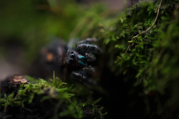 Closeup Shot Spider Forest — Stock Photo, Image