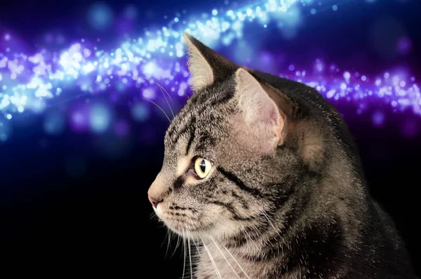 一个美丽的猫的肖像 上面有一个灯彩花环 — 图库照片