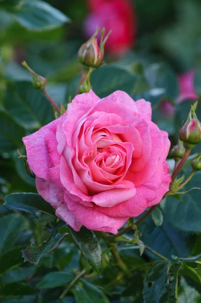 Hermosas Rosas Rosadas Jardín —  Fotos de Stock