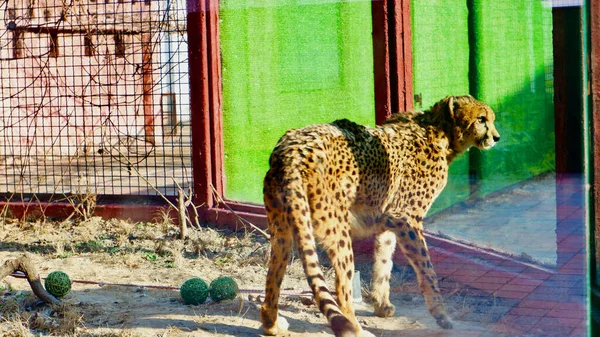 Leopardo Zoológico — Fotografia de Stock