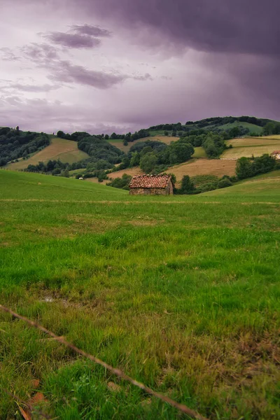 Beautiful Landscape Field Green Grass — Stock Photo, Image