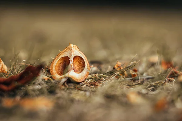 Eine Nahaufnahme Einer Schönen Gelben Und Braunen Eichel Auf Einem — Stockfoto