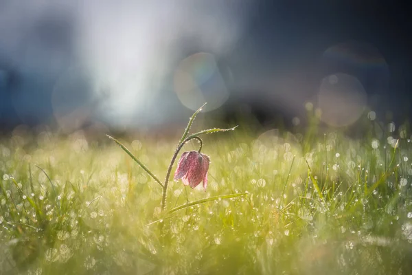 Belles Fleurs Dans Prairie — Photo