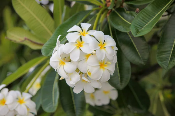 Vita Plumeria Blommor Trädgården — Stockfoto