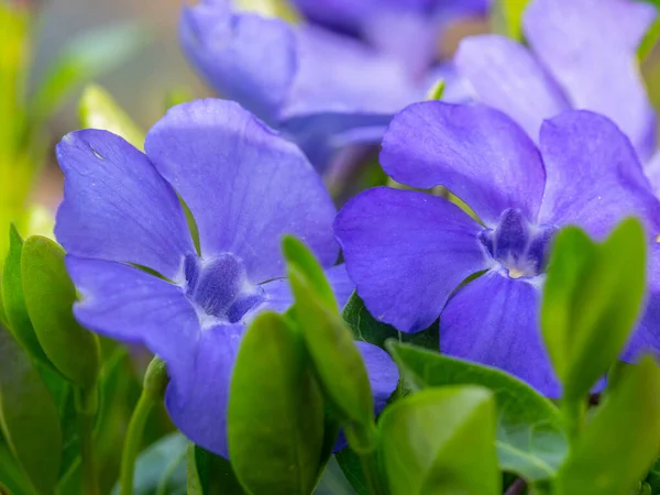 Vackra Lila Iris Blommor Trädgården — Stockfoto