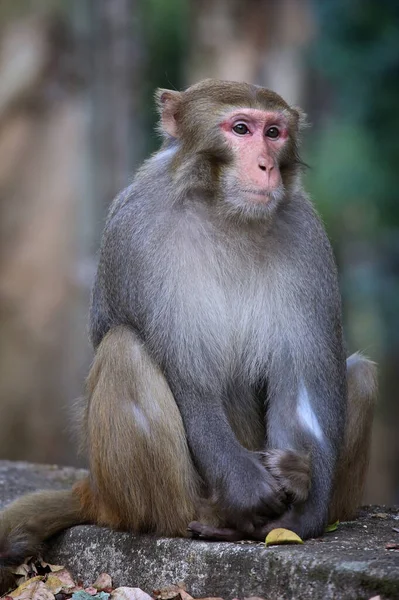 Close Tiro Macaco Bonito Sentado Uma Rocha — Fotografia de Stock