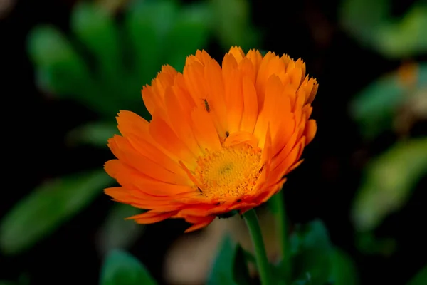 Belles Fleurs Dans Jardin — Photo