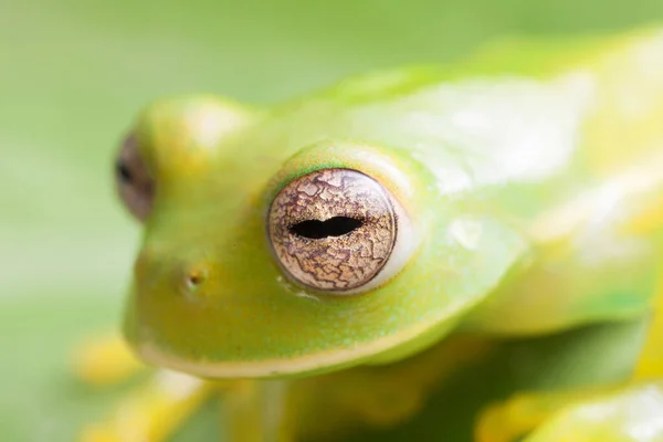 초록색 개구리의 사진입니다 — 스톡 사진
