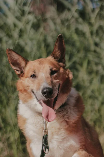 Şirin Bir Köpeğin Portresi — Stok fotoğraf