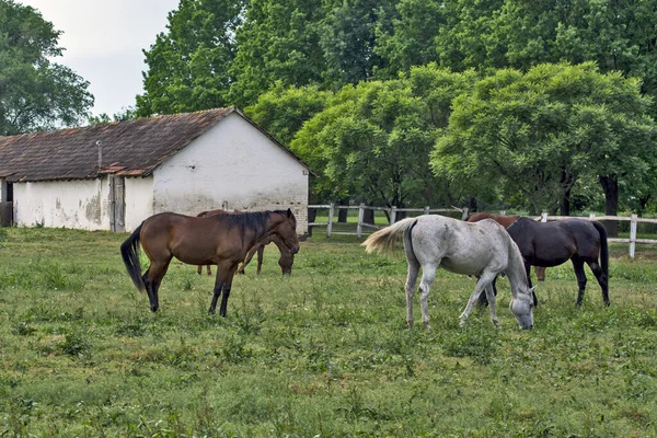 Konie Wsi — Zdjęcie stockowe