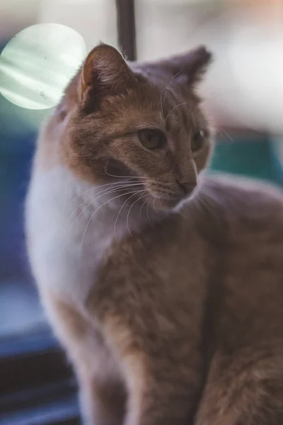 Kočka Velkýma Očima — Stock fotografie