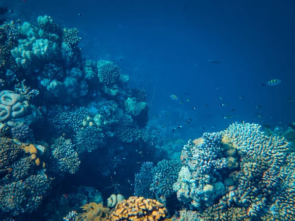 Magnifique Monde Sous Marin Récif Corallien Poissons Coraux — Photo