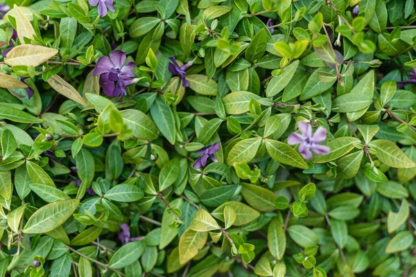 Green Leaves Plant Garden — Stock Photo, Image