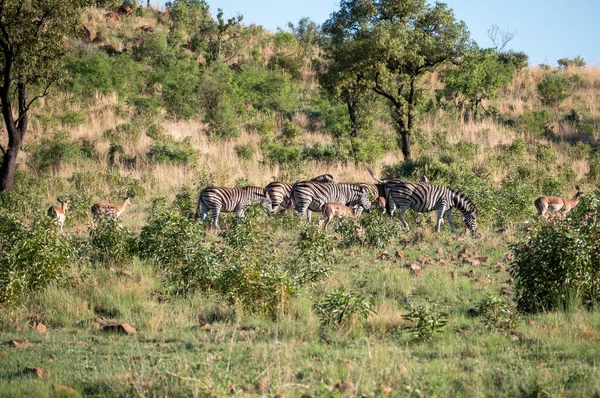 Zebre Nella Savana Kenya — Foto Stock