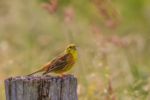 Vista Primer Plano Pájaro Pequeño — Foto de Stock