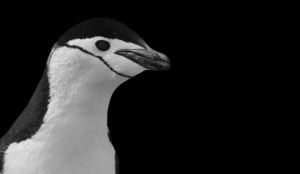 黒を背景に白い白鳥 — ストック写真