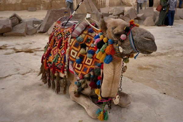 Pushkar Rajasthan India Februari 2019 Kamelmarknaden Staden Chefchaouen Egypt — Stockfoto