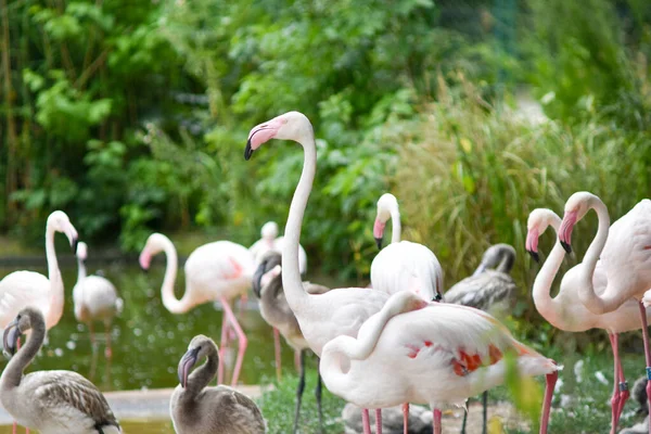 Schöne Flamingos Park — Stockfoto