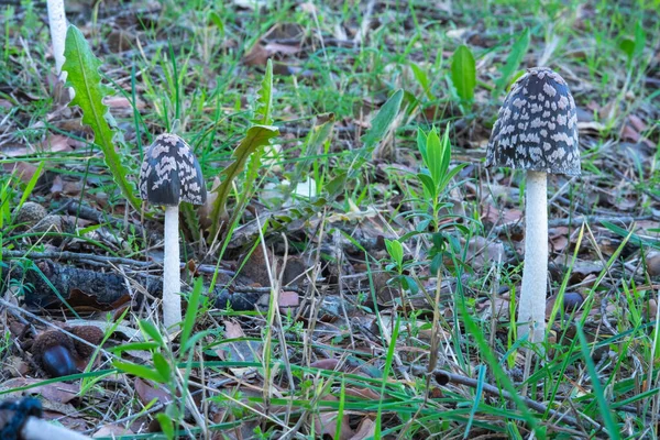 Hongo Bosque — Foto de Stock